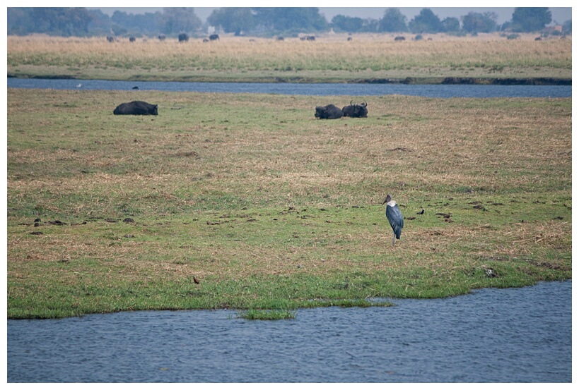 Chobe National Park