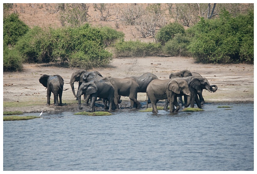 Herd of Elephants