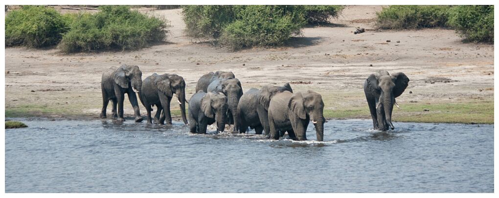 Chobe Riverfront