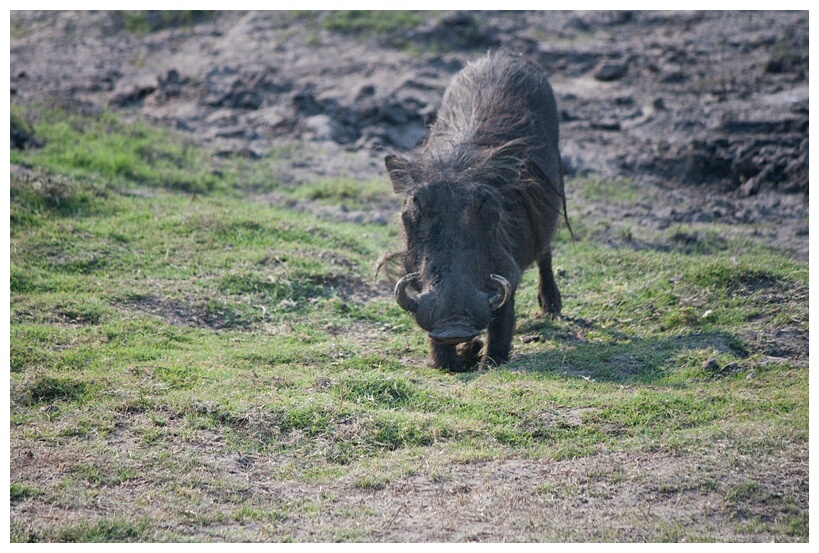 Warthog Eating