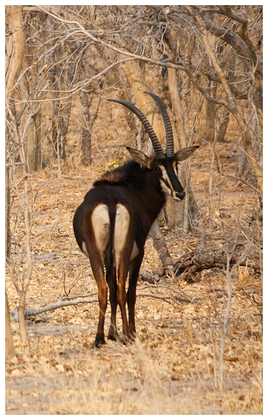 Sable Antelope