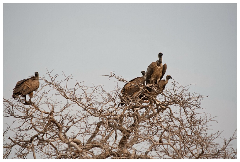 Vultures