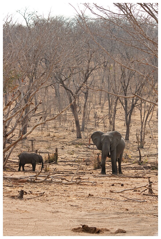 Defending a Calf