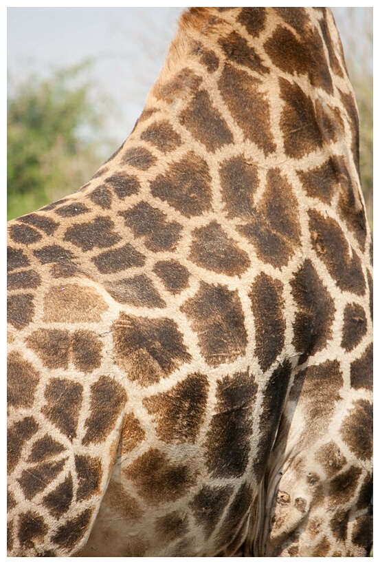 Giraffe Skin