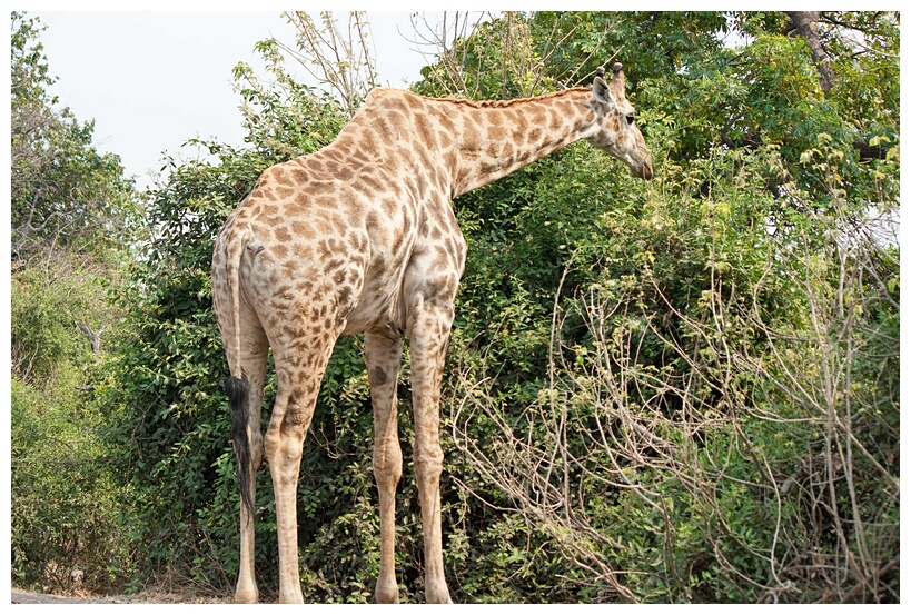 Giraffe Eating