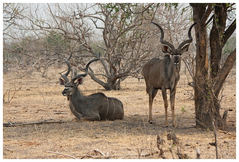 Two Male Kudus