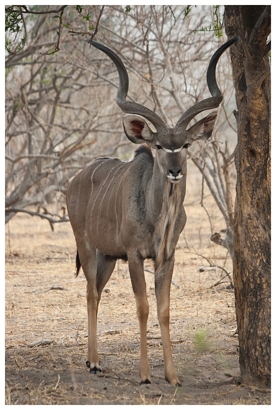 Kudu