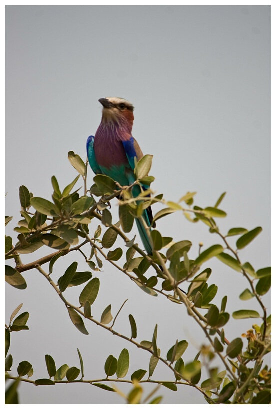 Lilac-Breaster Roller