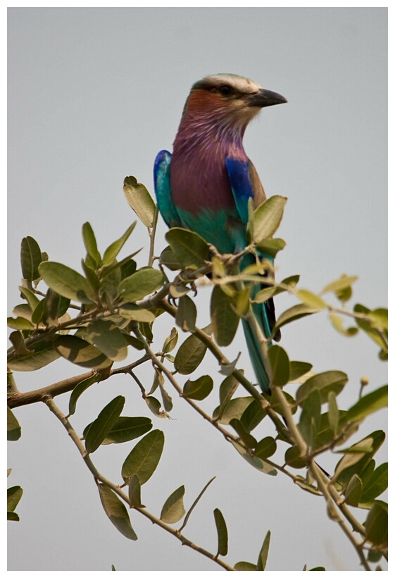 Lilac-Breaster Roller