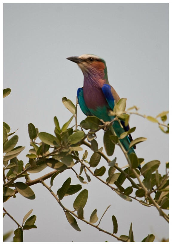 Lilac-Breaster Roller