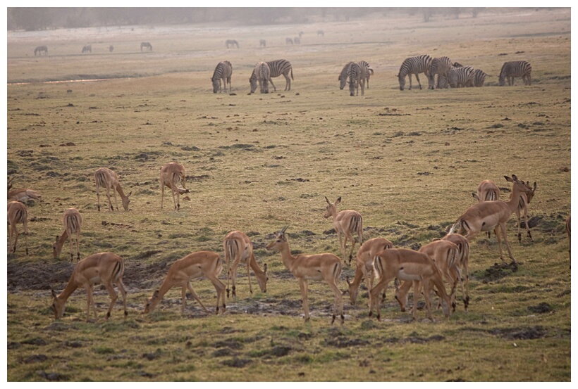 Zebras and Impalas