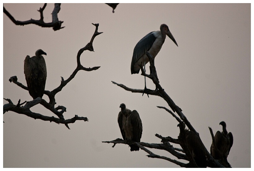 Perched on the Tree