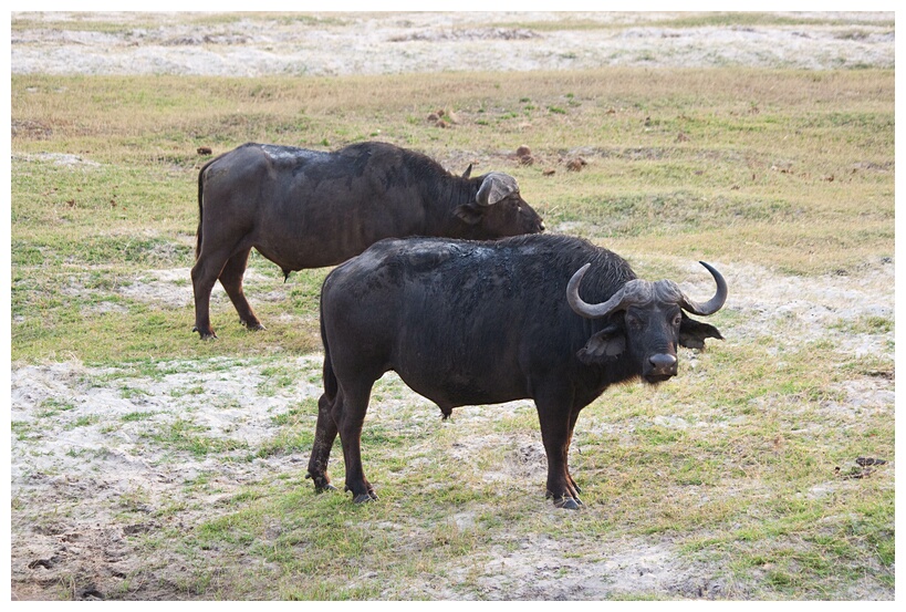 Buffaloes