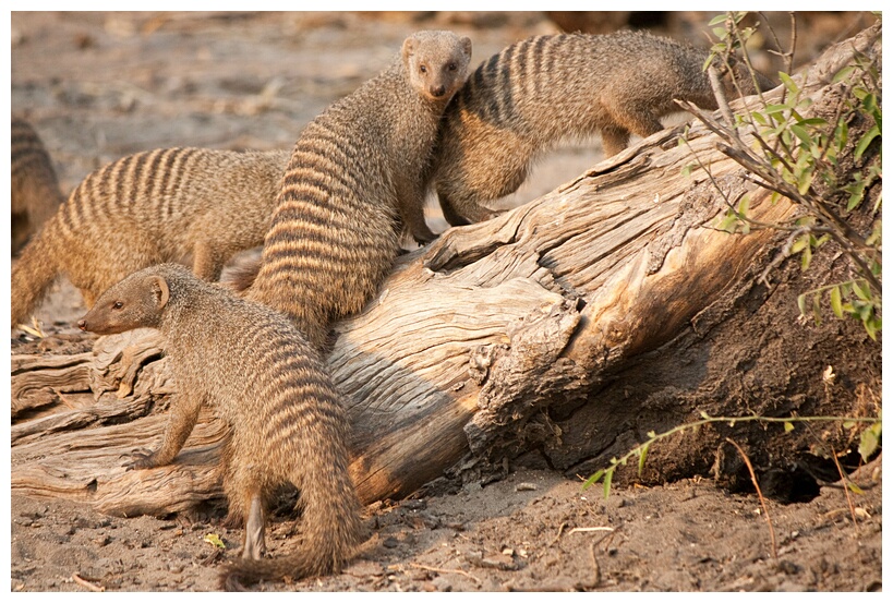 Suricates