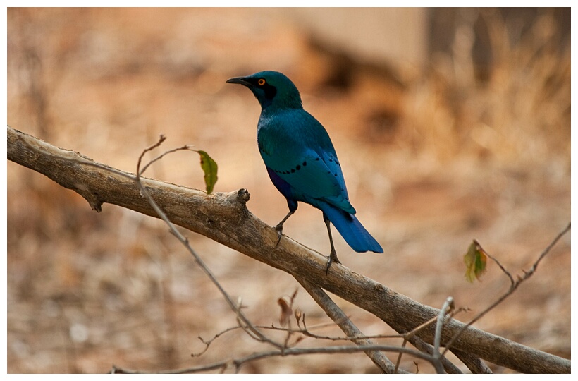 Greater Blue-eared Starling