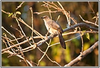 Arrow-marked Babbler