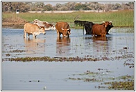 Cows Drinking