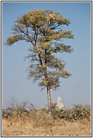 Tree and Termite Mound