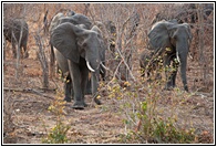 Elephant Herd