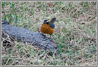 White-Browned Robin-Chat