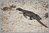 Water Monitor