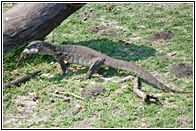 Water Monitor