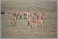 Impala Group