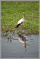 Yellow-Billed Stork