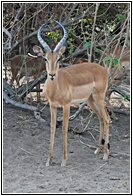 Young Male Impala