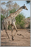 Giraffe Walking