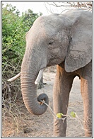 African Elephant 