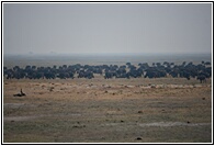 Buffalo Herd