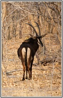 Sable Antelope