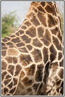 Giraffe Skin