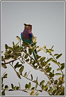 Lilac-Breaster Roller