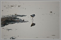 Black-winged Stilt