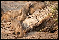 Suricates