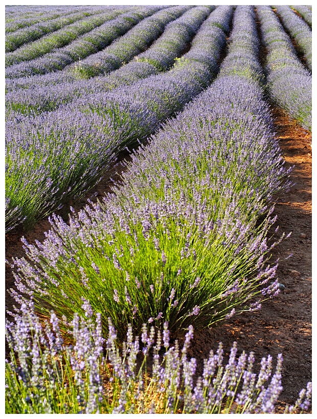 Campos de Lavanda