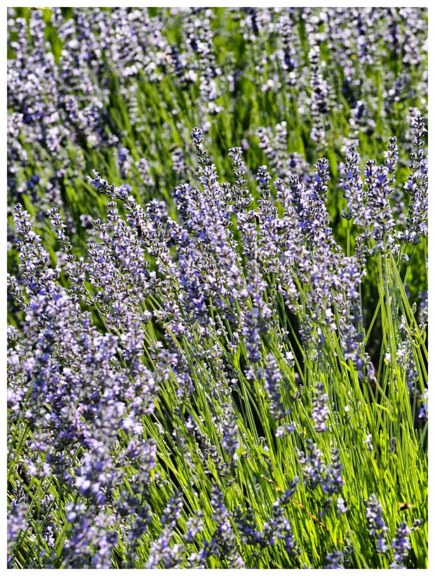 Campos de Lavanda