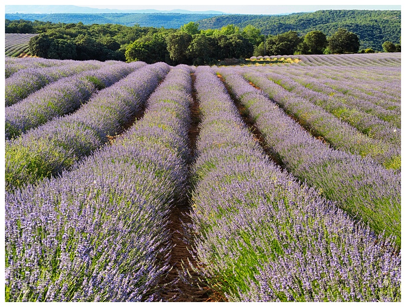 Campos de Lavanda