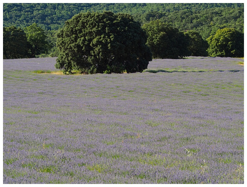 Campos de Lavanda