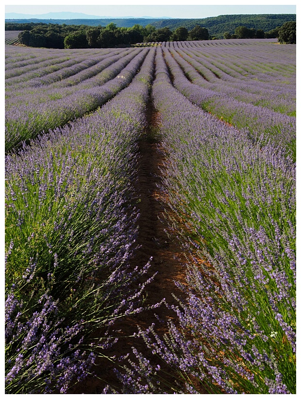 Campos de Lavanda