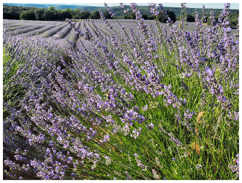 Campos de Lavanda