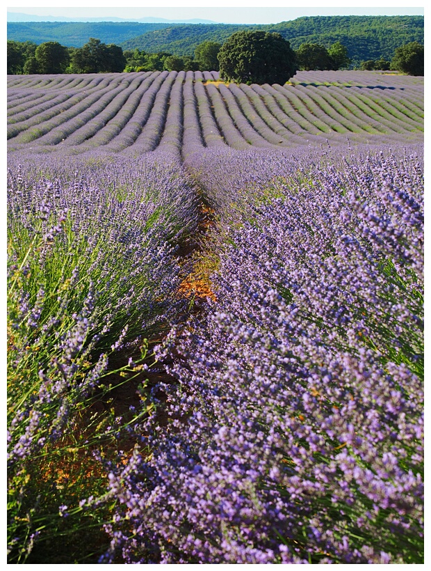 Campos de Lavanda