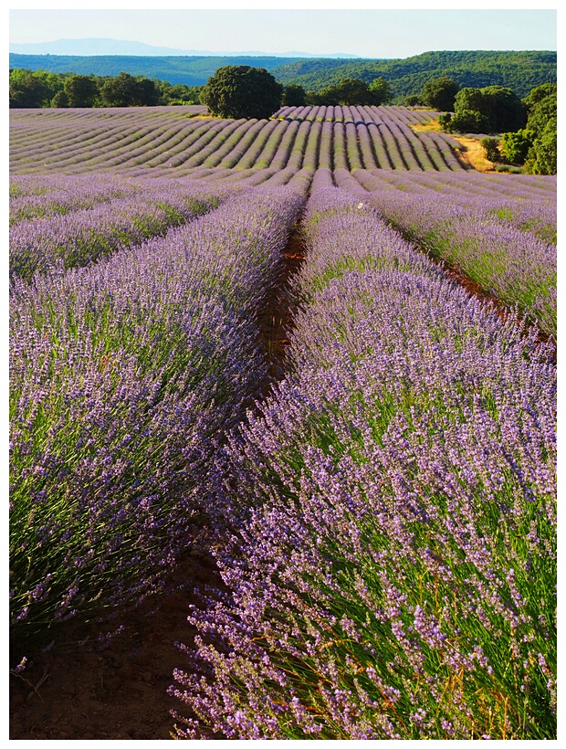 Campos de Lavanda