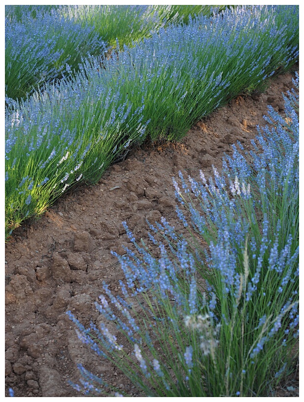 Campos de Lavanda