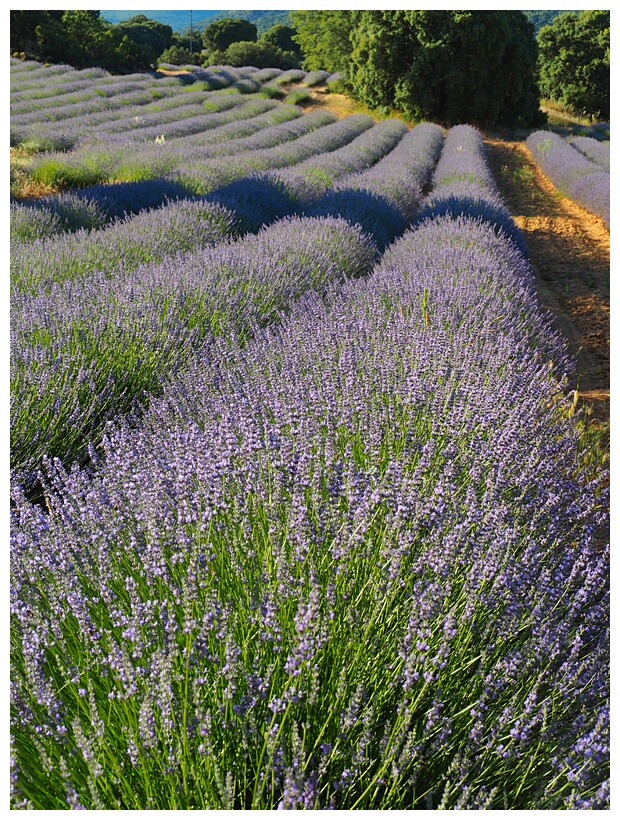 Campos de Lavanda