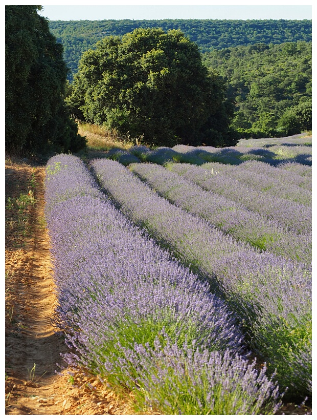 Campos de Lavanda