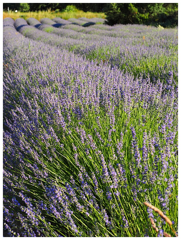 Campos de Lavanda