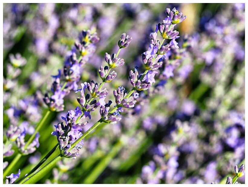 Campos de Lavanda